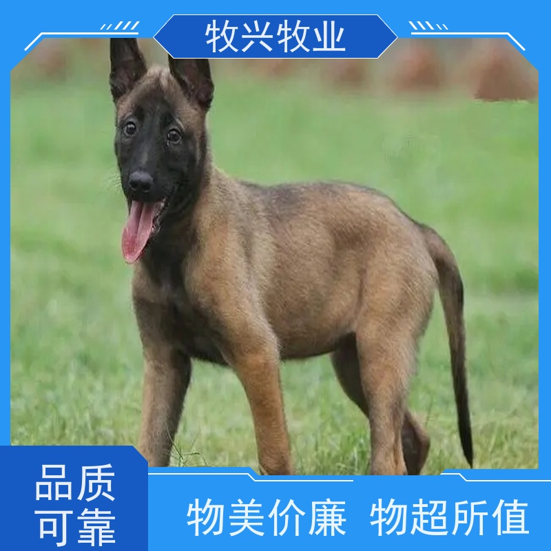 保定公母金毛犬出售 