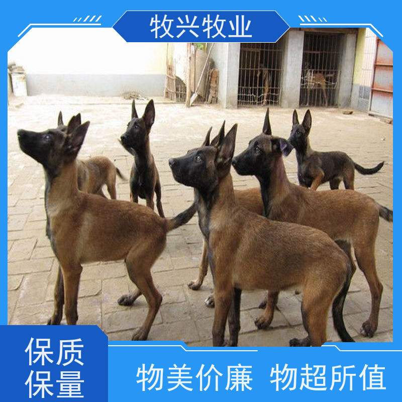 宁德金毛犬德牧犬出售
