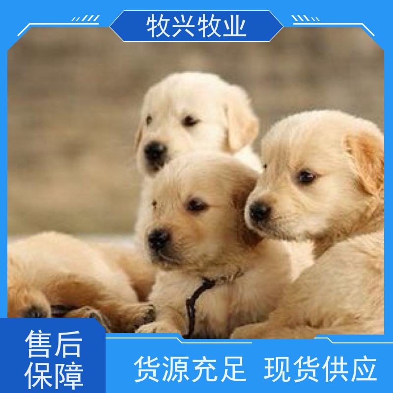 绍兴专卖马犬德牧犬 