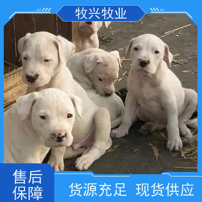 福州成年马犬双血统工作犬 