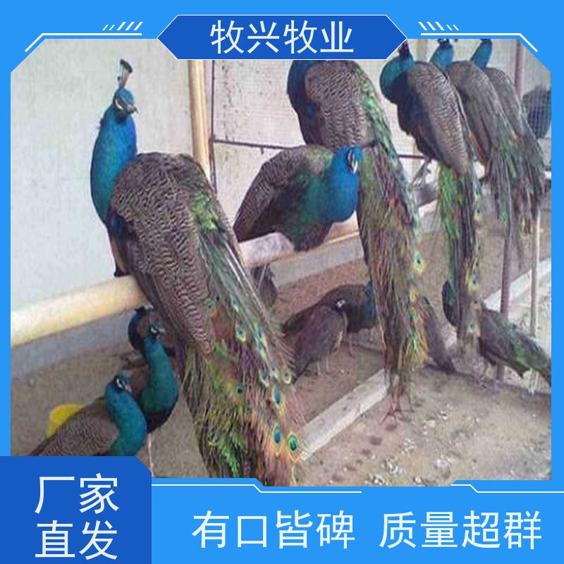 深圳出售一对孔雀一对鸵鸟 
