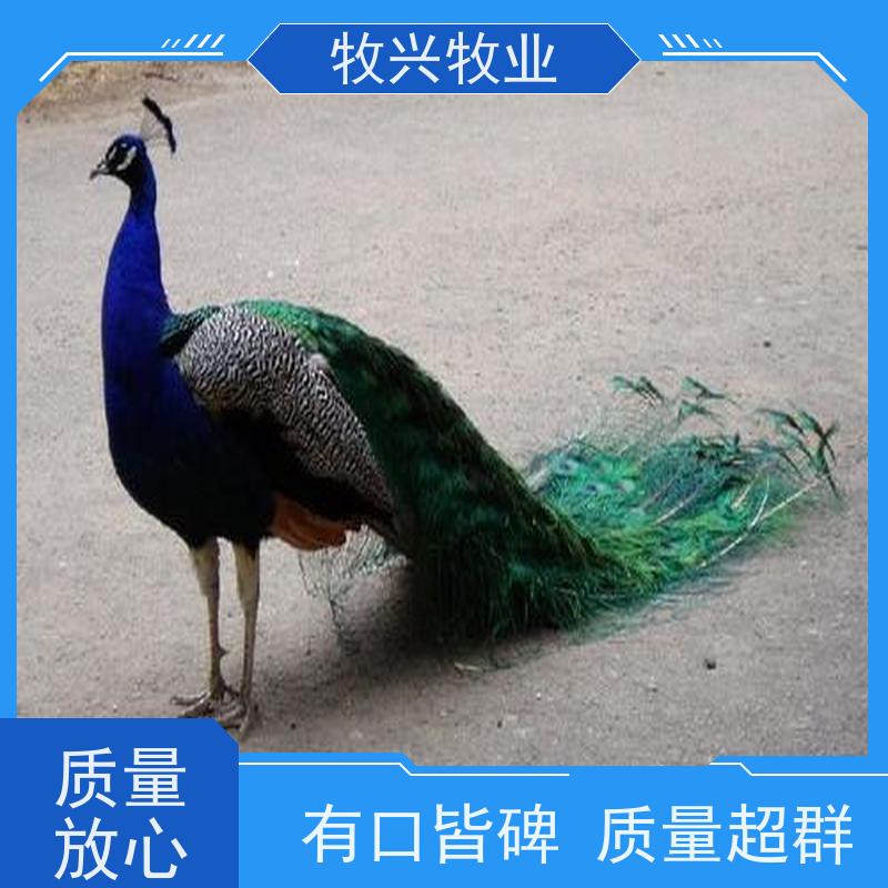 四平出售鸵鸟批发鸵鸟 