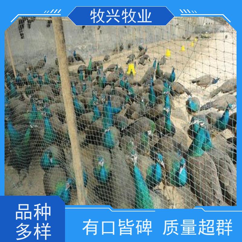 湘乡出售孔雀出售鸵鸟 