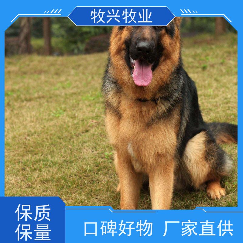 赣州德国牧羊犬出售