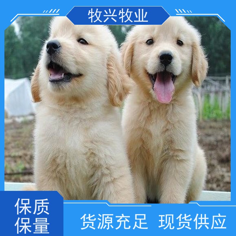 萧山狗狗一对出售 