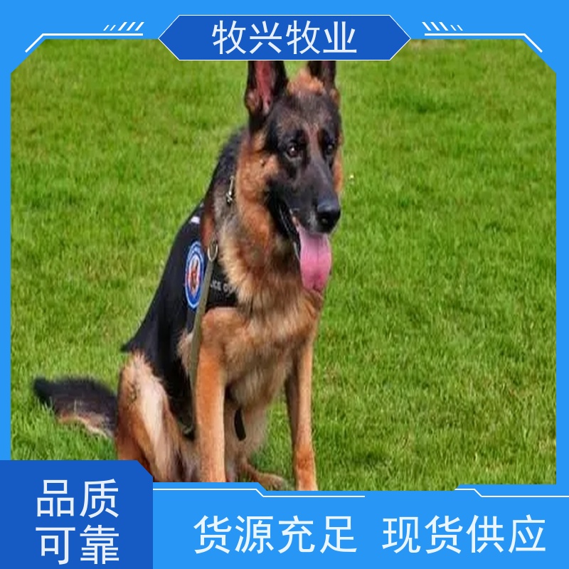 昆明出售宠物狗金毛犬 