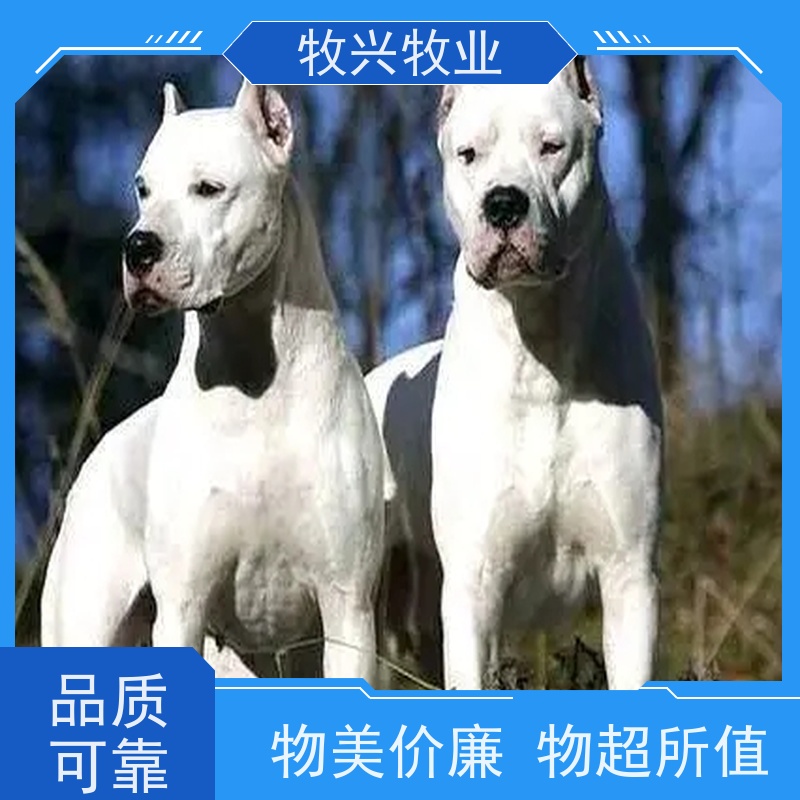 吉林杜高犬一对出售