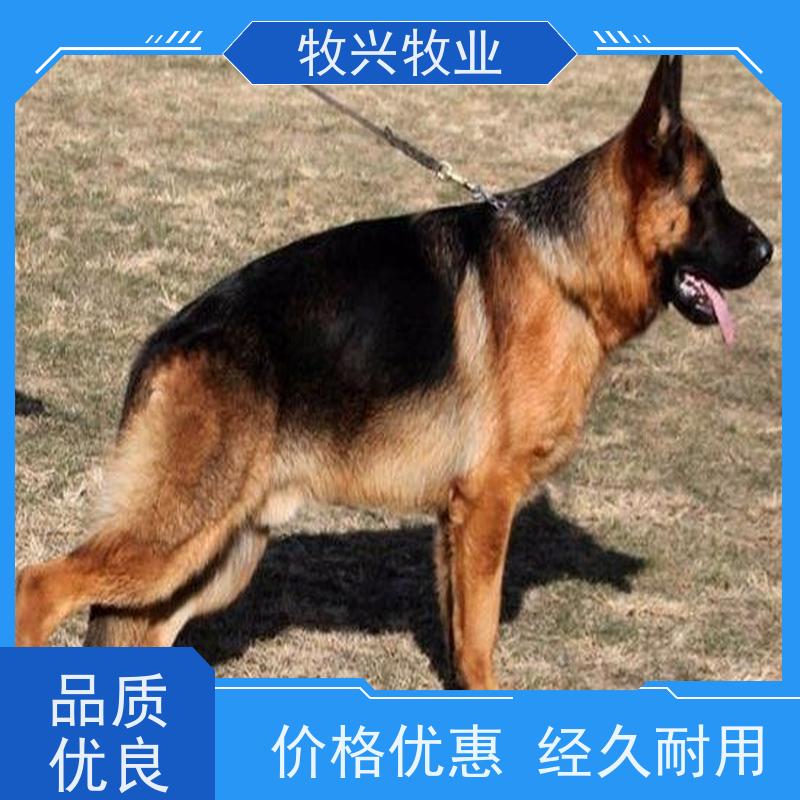 贵阳宠物狗批发马犬价钱