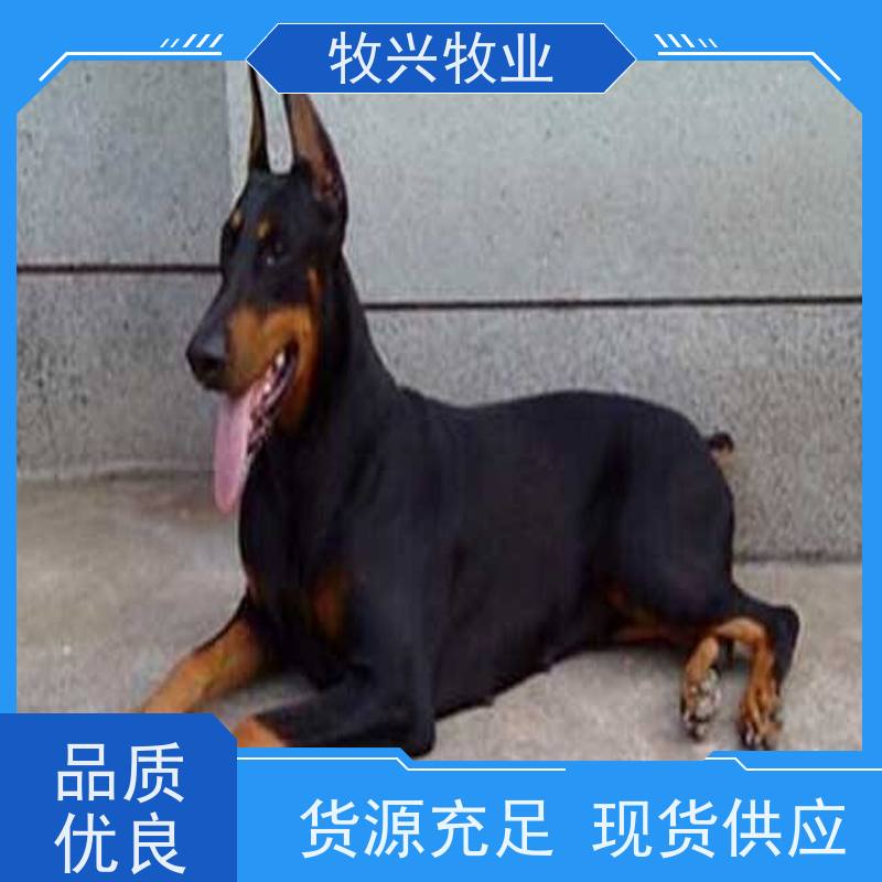 怒江杜高犬批发购买