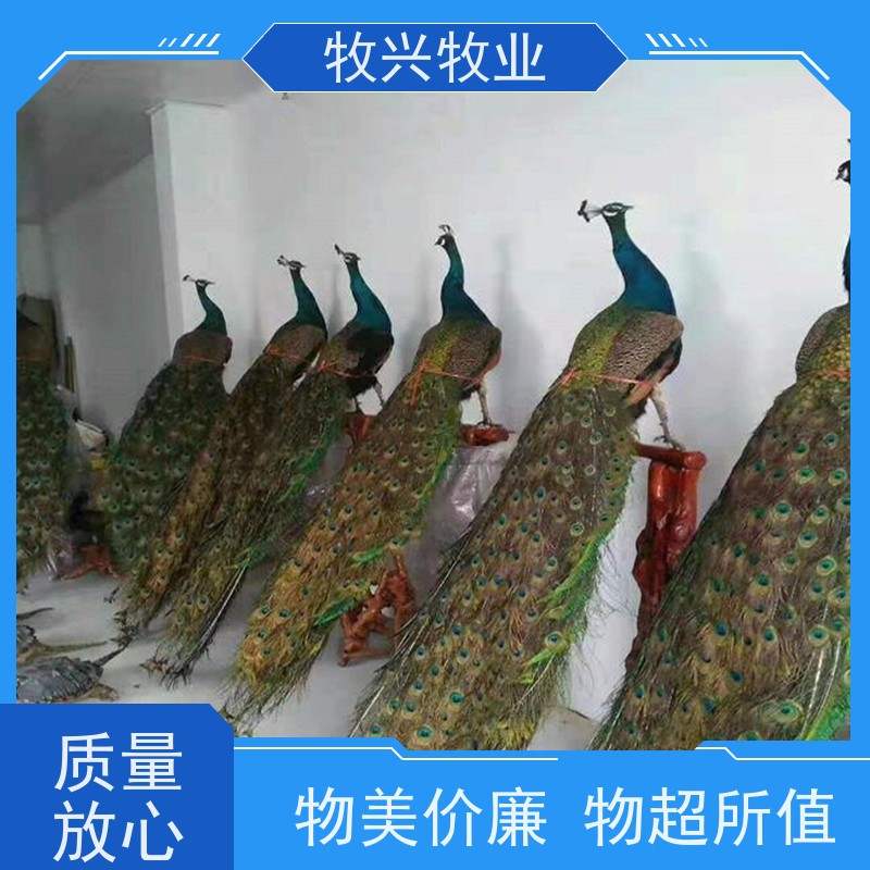 丽水买卖鸵鸟一批鸵鸟 