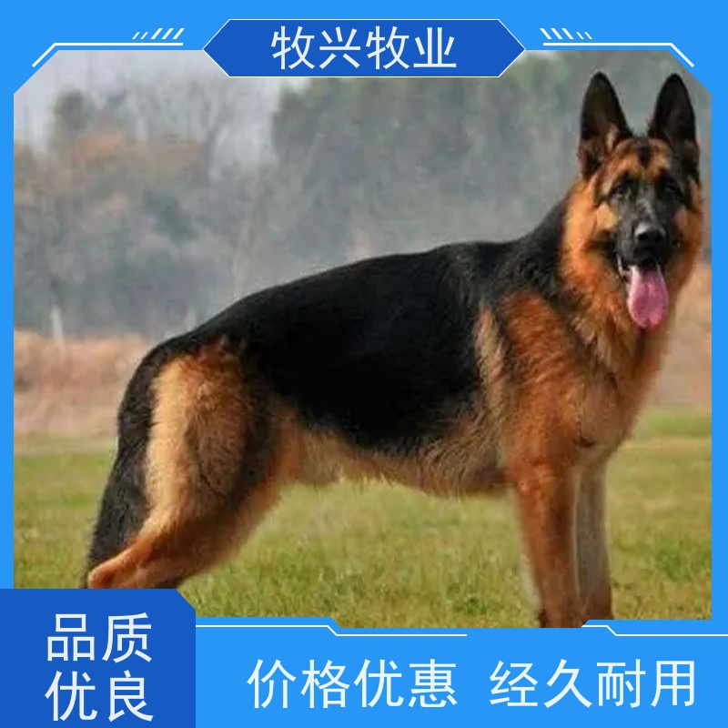 马鞍山德牧犬黑狼犬批发
