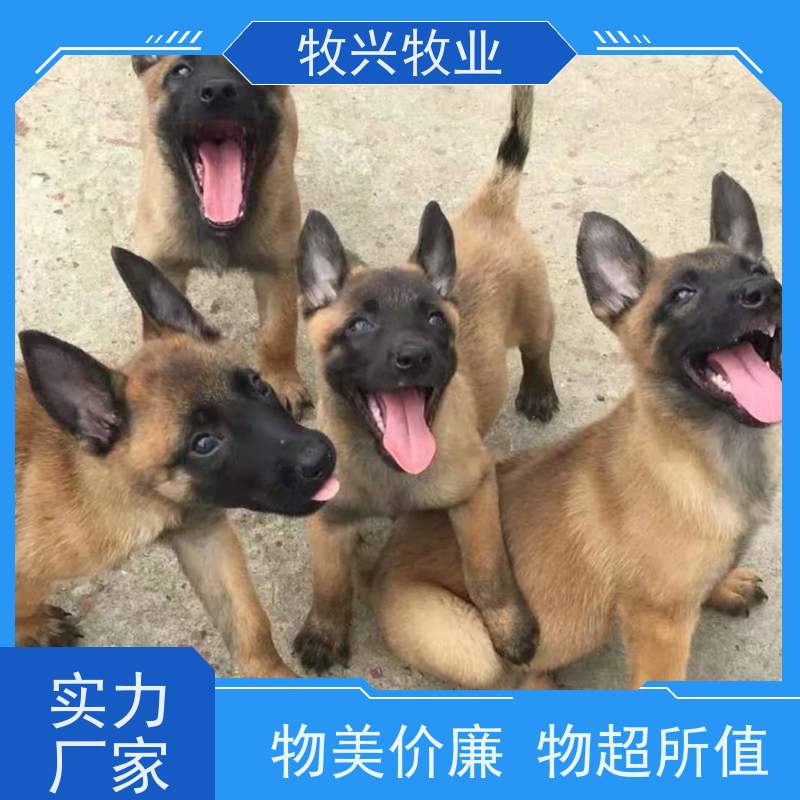 舟山比特犬一个出售 