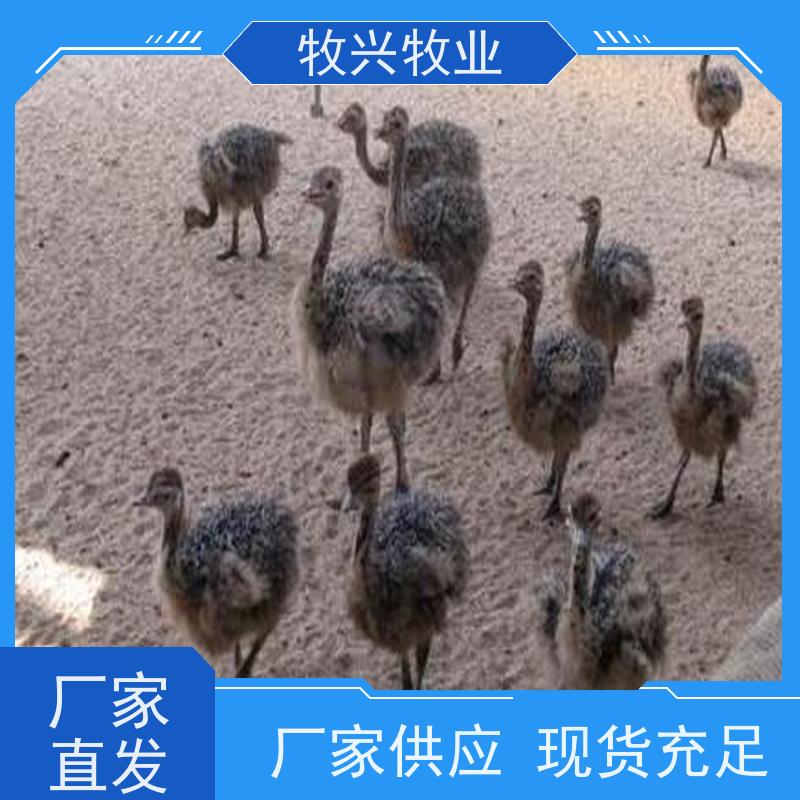 滁州大小孔雀买卖市场 