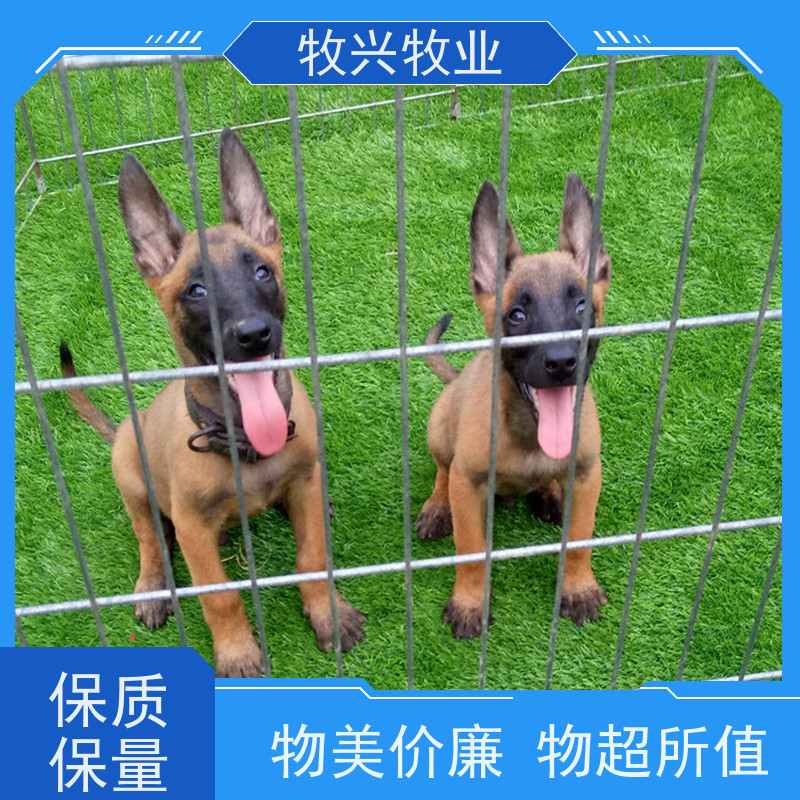 吉首宠物狗批发马犬价钱 
