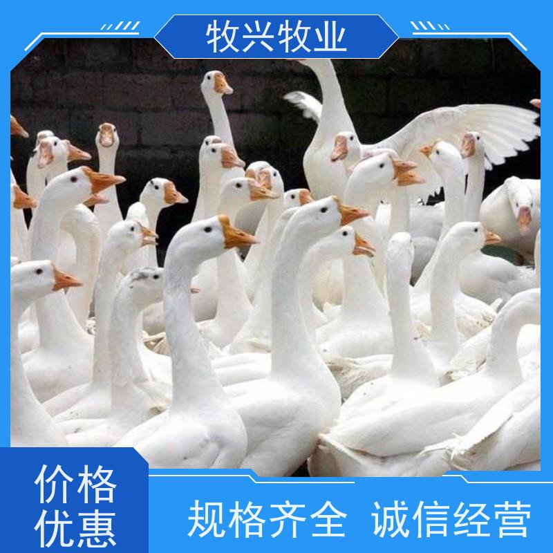 真正狮头鹅苗批发