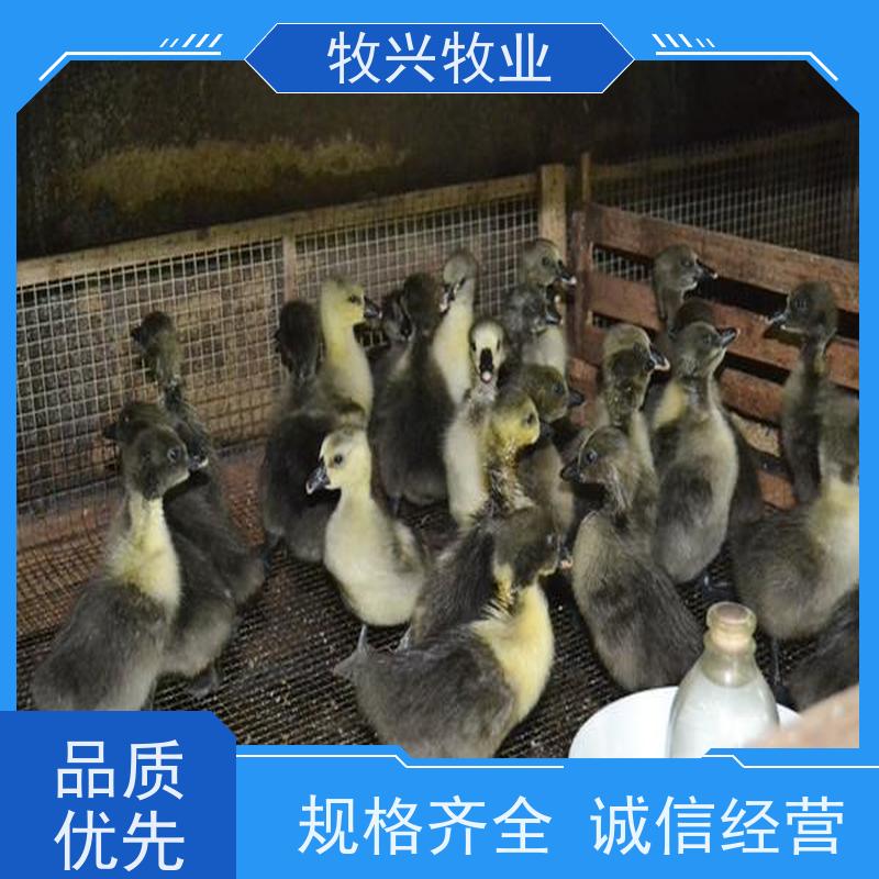 真正狮头鹅批发出售