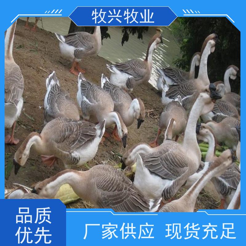 狮头鹅苗批发大量供应