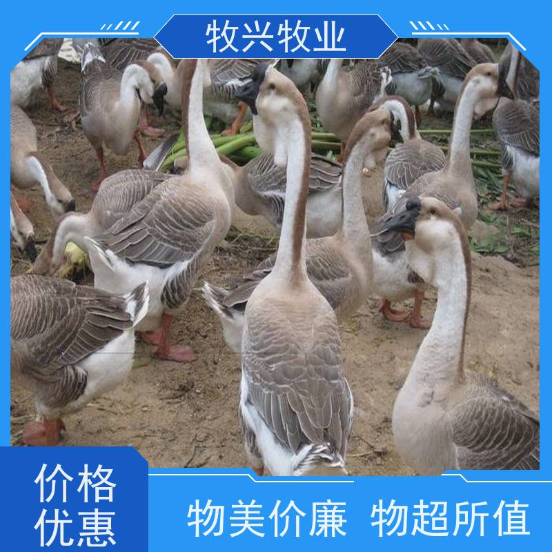 出售真正正宗狮头鹅