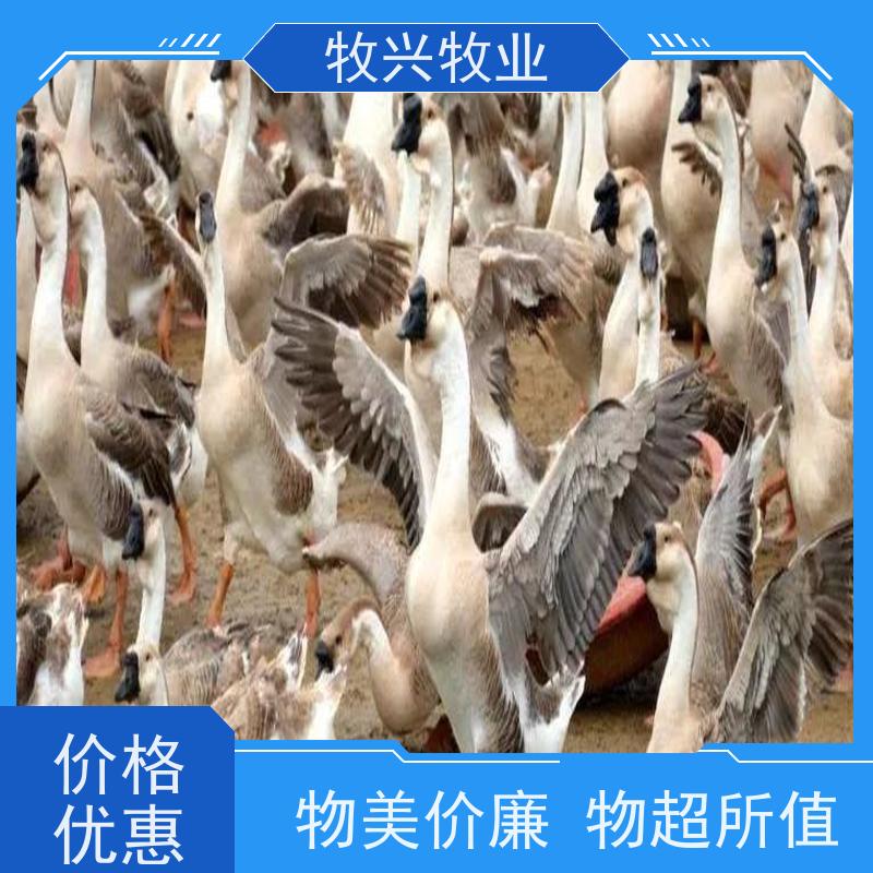 活体脱温四季散养鹅 杂交三花鹅苗 纯种狮头鹅 品种齐全