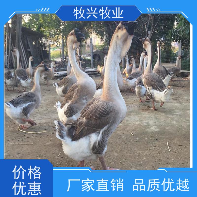 黑棕鹅 棚鹅狮头鹅 港式烧鹅醉鹅 原材冰鲜鹅新鲜光鹅 全国可发货