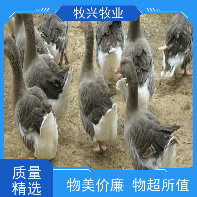 地通鹅 草鹅 狮头鹅 新鲜冰鲜厂家批发