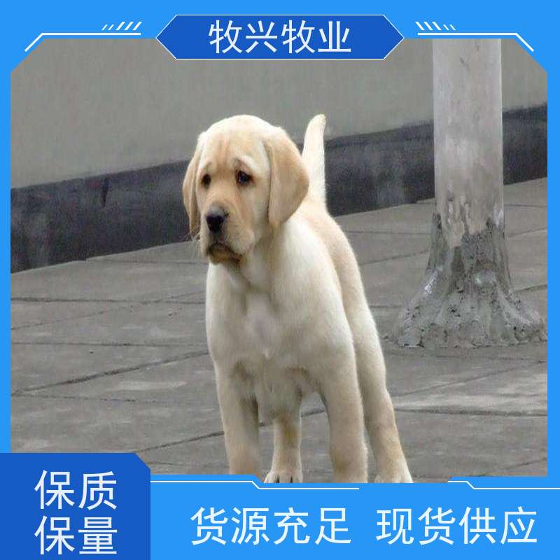 宜春金毛出售大体型 
