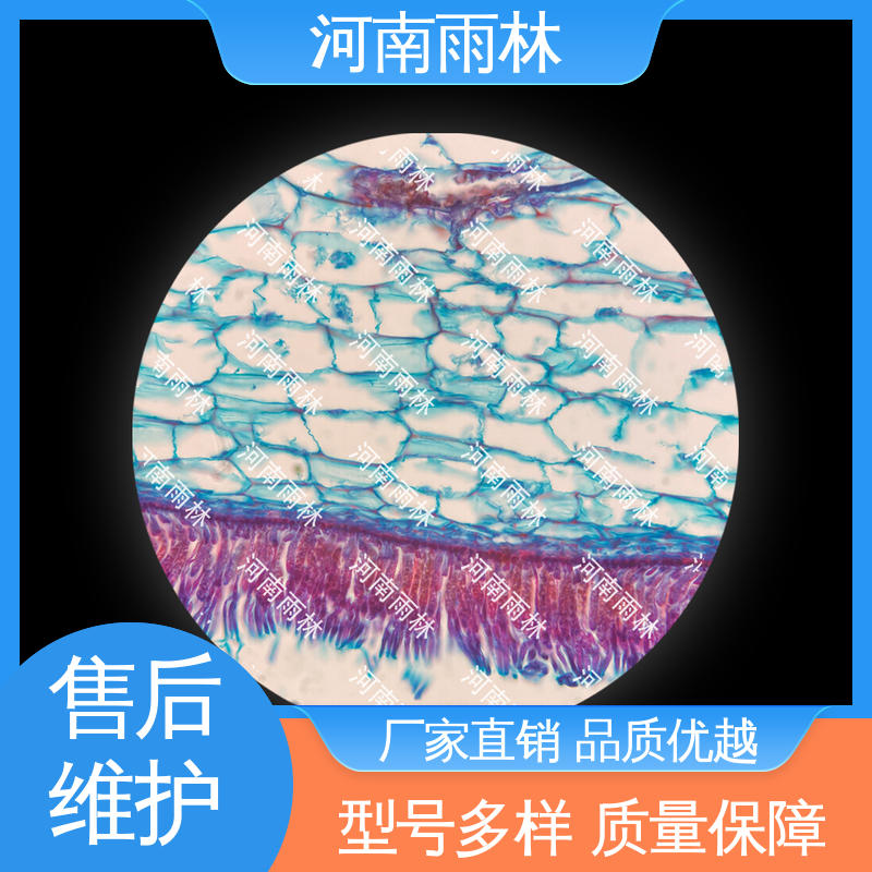 实验切片 支持定制 可后期加工 品质优良 雨林教育