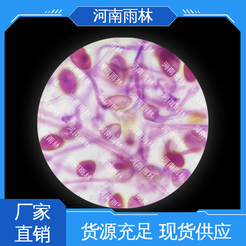 厂家销售 质量保障 可后期加工 显微切片 雨林教育工程