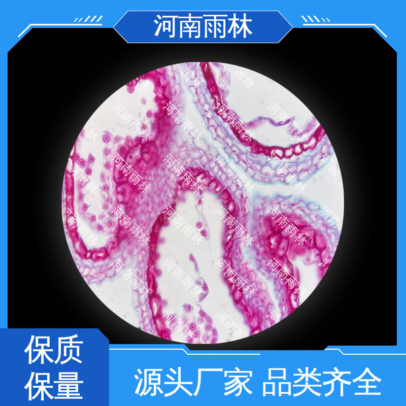 雨林教育工程 可定制 一对一质检 显微切片 专业