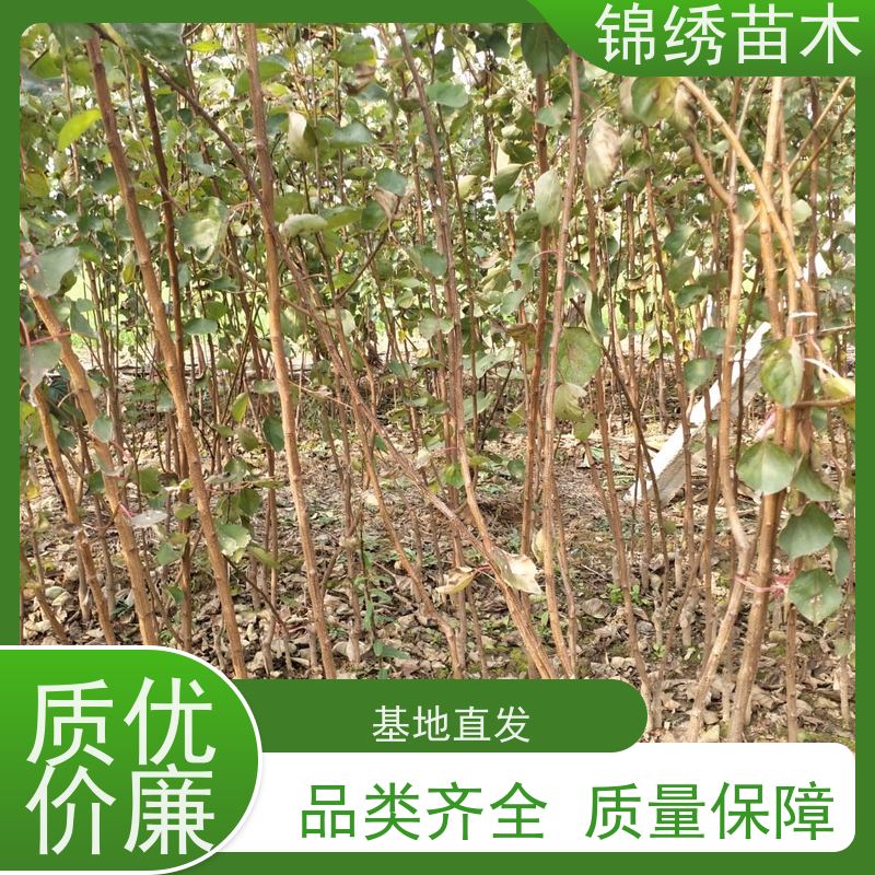 香蜜杏杏树苗 嫁接苗 丰园红杏适合经济林栽植果树品种 南北方适种