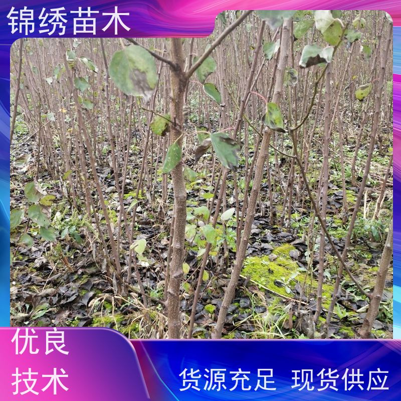 2公分杏苗 一级杏树苗 嫁接苗 适合别墅庭院栽植果树品种 现挖现卖