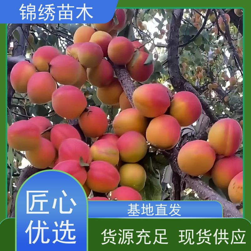 嫁接杏树苗 1至10公分珍珠油杏苗 栽植果树苗 品种丰富规格多样