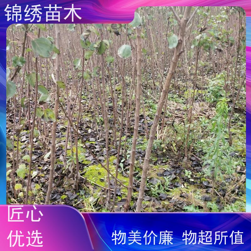 杏树苗 精品山杏苗基地批发 根系发达 果品优产南北方适宜 易管理