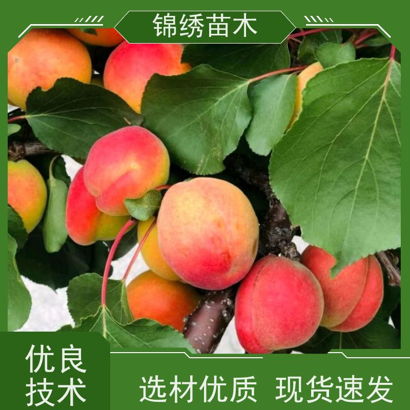 嫁接杏子树苗 批发杏苗 珍珠油杏树苗南北适宜 盆栽地栽好管理