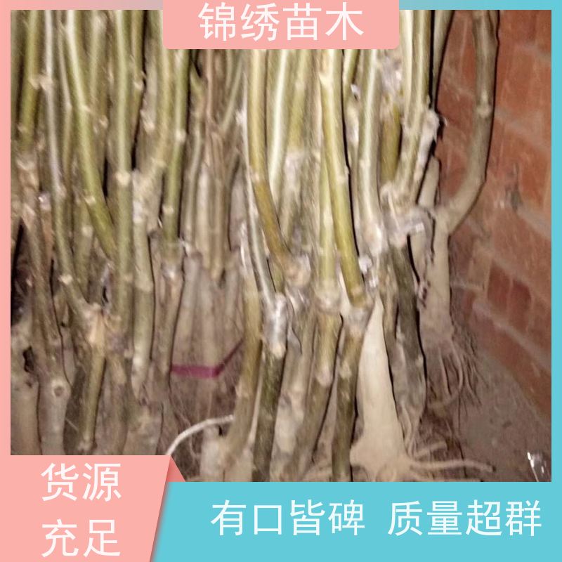 核桃苗基地直发 自家苗圃因地制宜 品种优选 冠核 移栽当年挂果