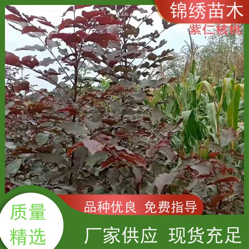 8518薄壳纸皮壳核桃种苗 南北方种植优选核桃苗 合理选种 基地直发