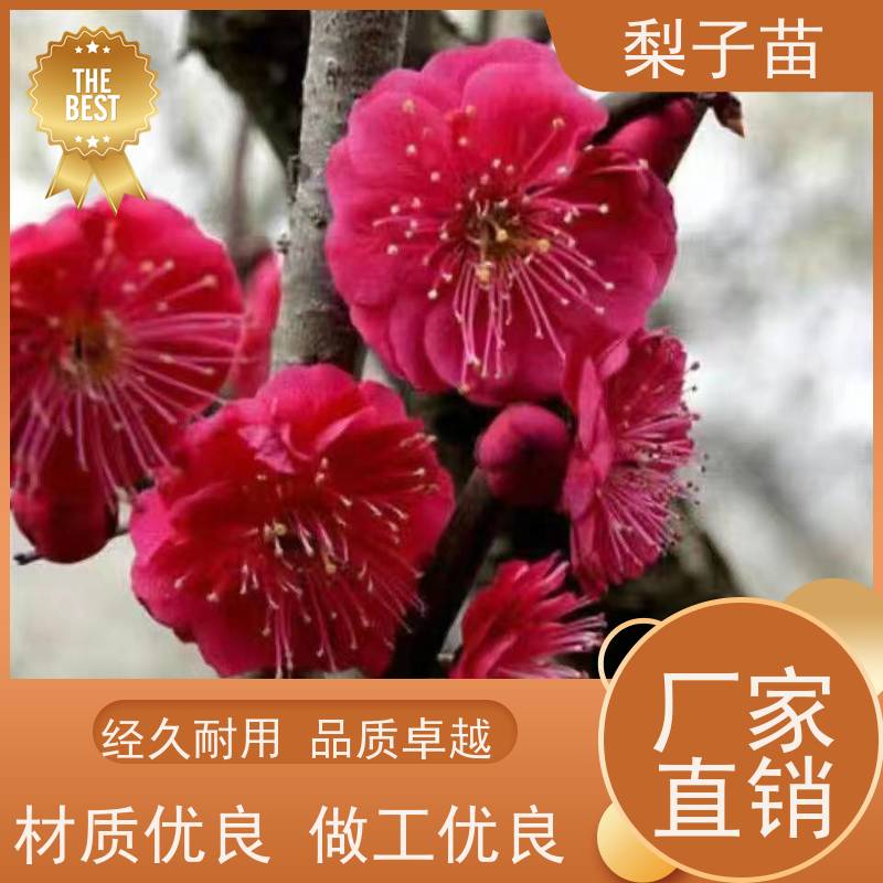 春丰苗木现挖现发梅花盆栽树苗优质供应8公分