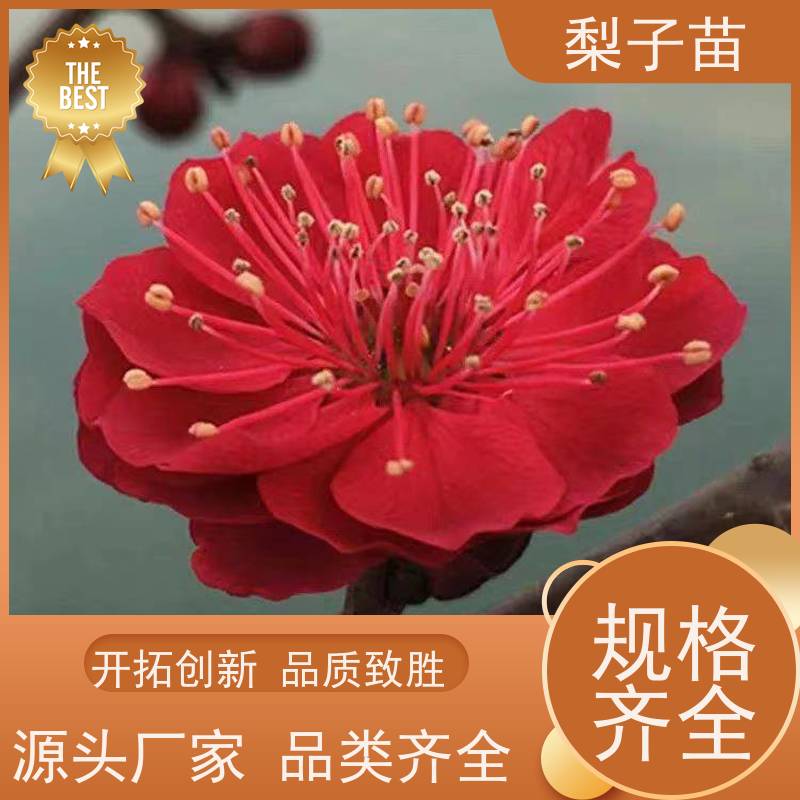 春丰苗木8公分梅花盆栽嫁接苗提供种植技术经验优质供应