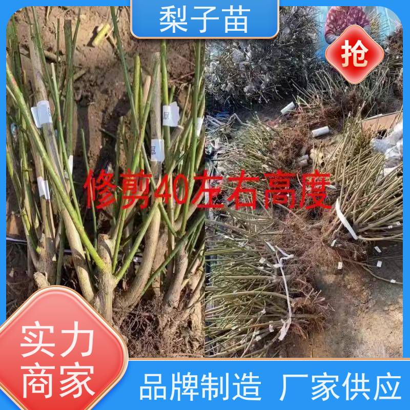 春丰苗木嫁接新品种优质供应5公分梅花盆栽树