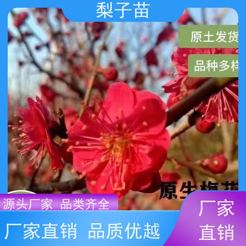 春丰苗木基地直供树形优美7公分实生梅花苗子