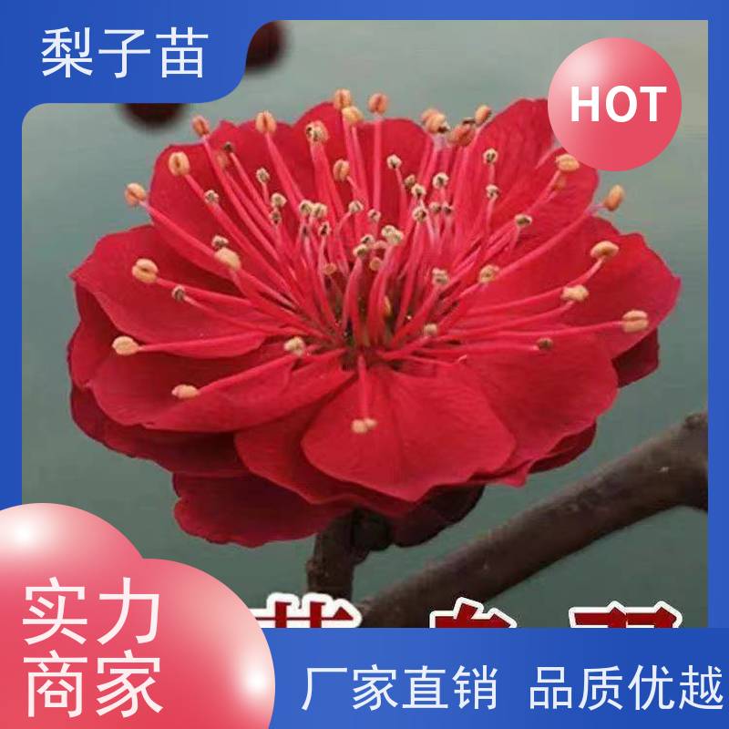春丰苗木8公分品种优良量大从优原生梅花树苗