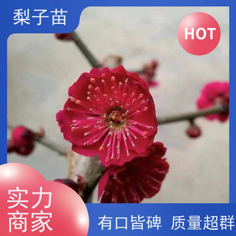 春丰苗木基地批发适应能力强嫁接梅花苗子8公分