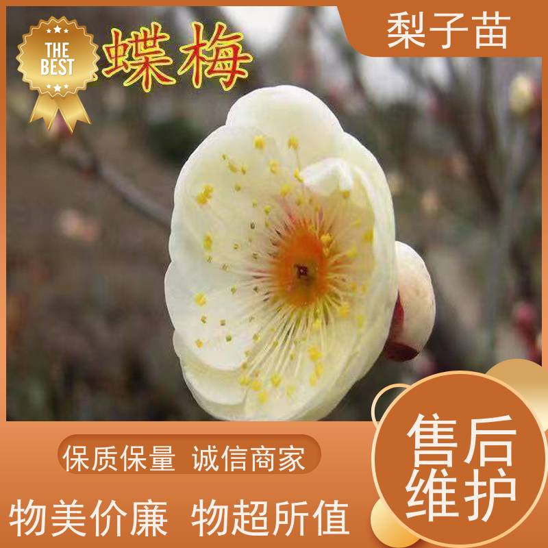 春丰苗木适应能力强基地直供梅花盆栽树5公分