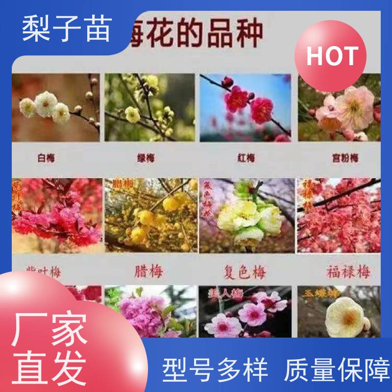 春丰苗木树形优美 成活率高嫁接新品种梅花大树8公分