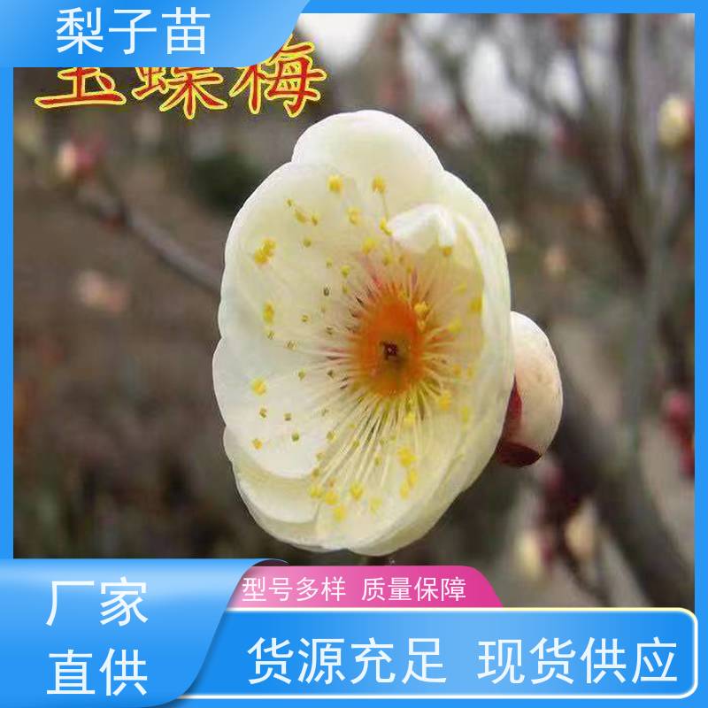 春丰苗木基地批发梅花盆栽嫁接苗树形优美 成活率高5公分