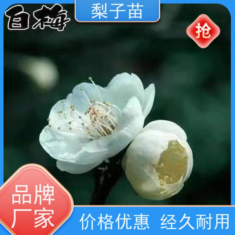 春丰苗木树形优美植株健壮实生梅花苗子8公分