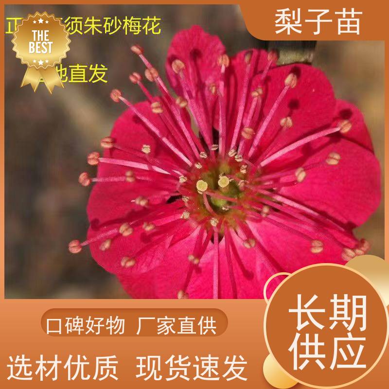 春丰苗木专业苗圃基地 品种多样梅花大苗5公分
