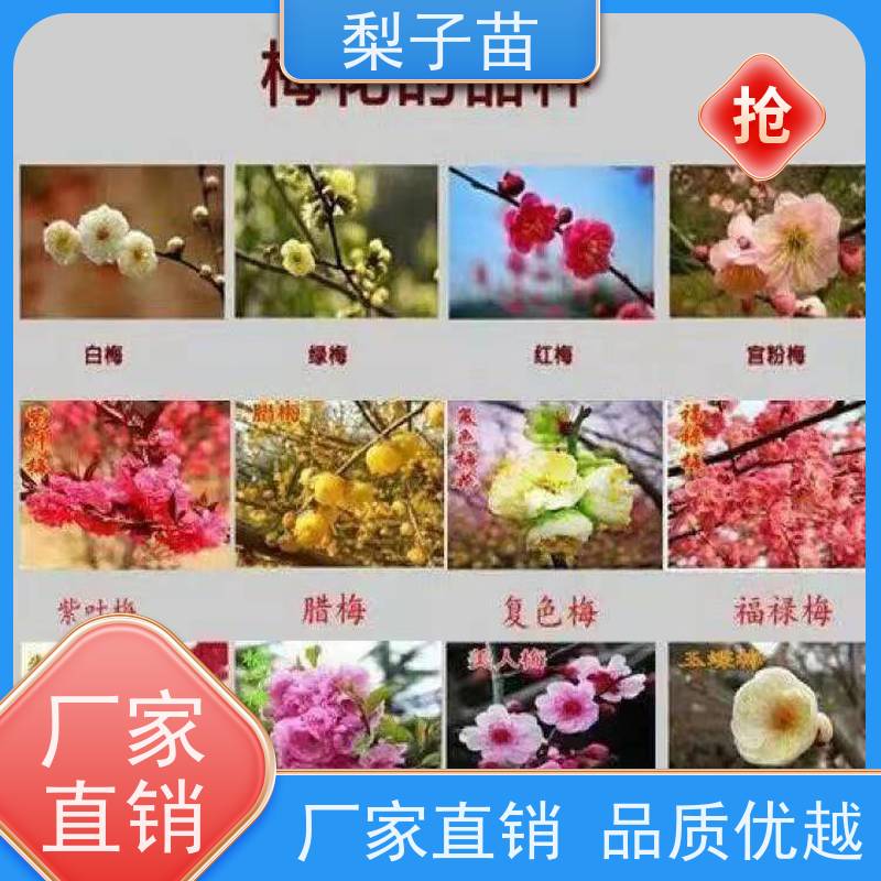 春丰苗木规格齐全专业苗圃基地 梅花嫁接苗2公分