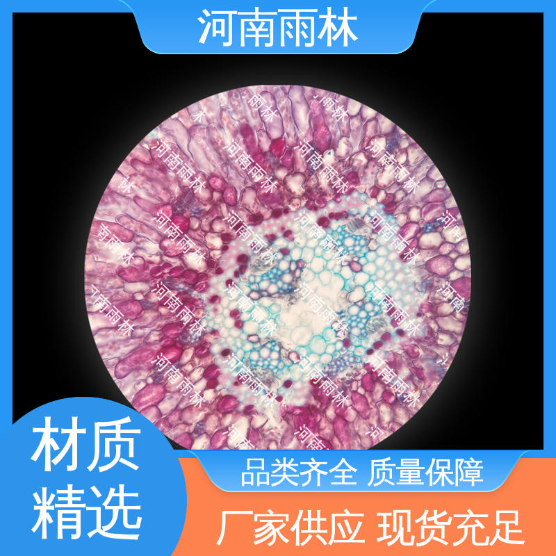 雨林教育工程 病害标本 一对一质检 售后无忧 个性化定做