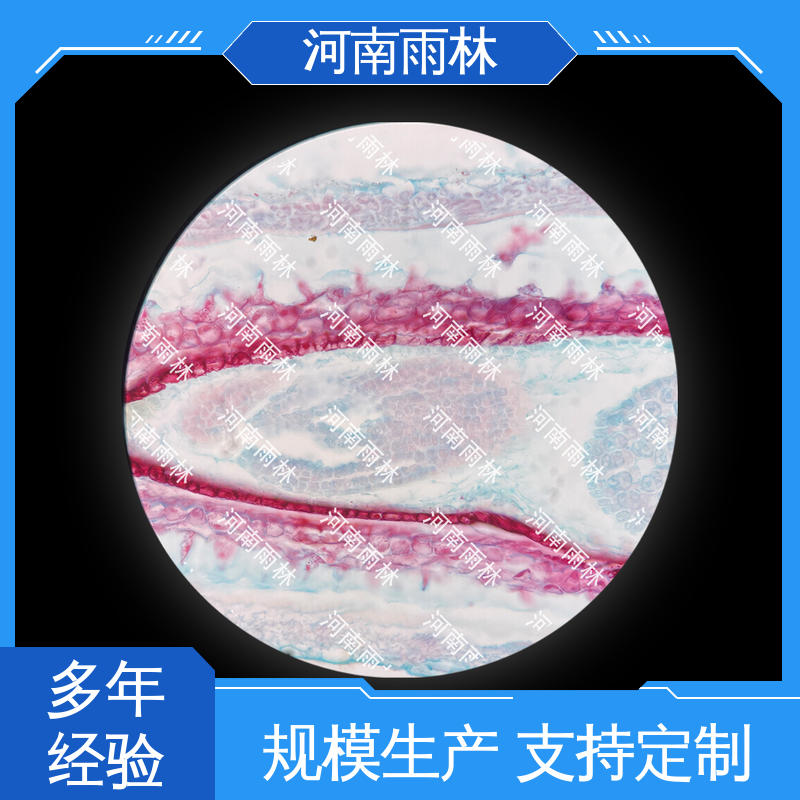 质量保障 生物切片 售后无忧 源头工厂 雨林教育